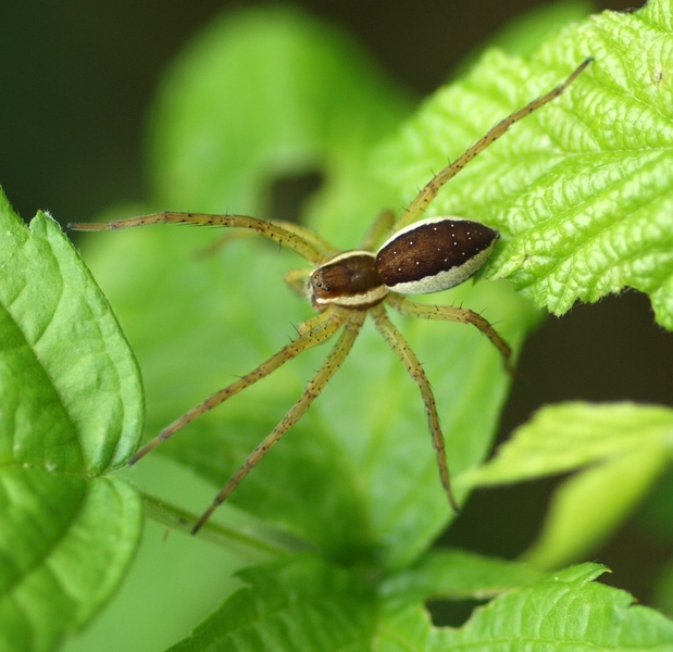 Dolomedes